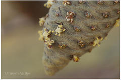 Borassus flabellifer